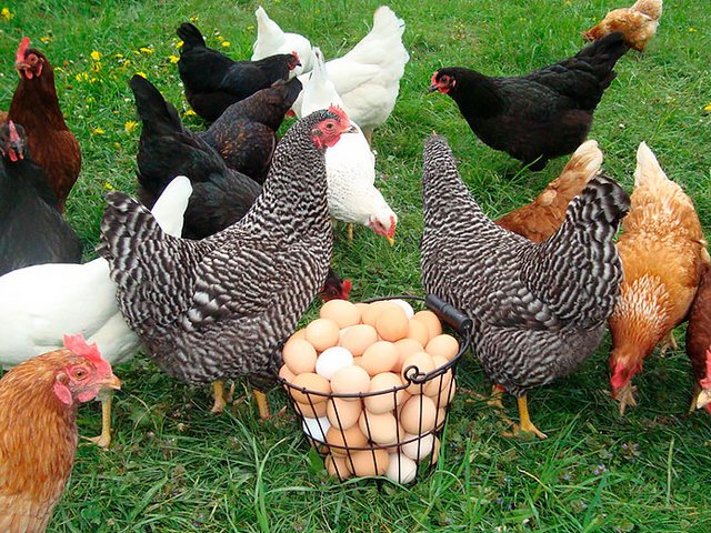 Содержание кур и уход за ними | ЗооТом - продажа, вязка и услуги для животных в Абинске