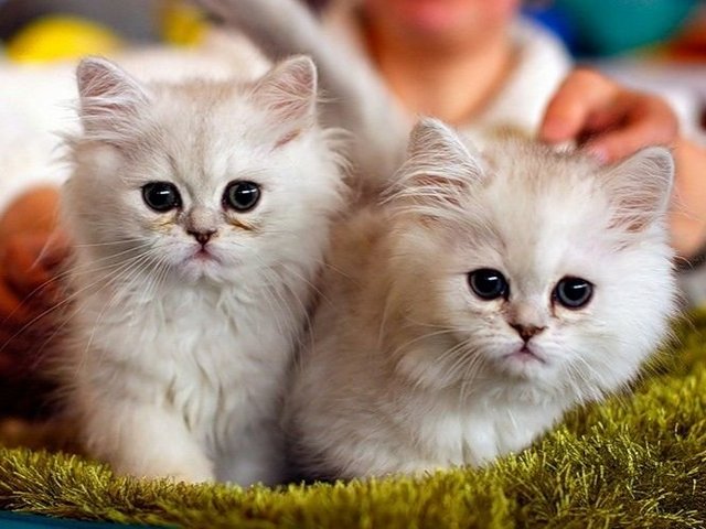 Породы кошек в Абинске | ЗооТом портал о животных