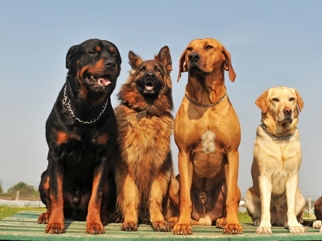 Крупные породы собак в Абинске | ЗооТом портал о животных